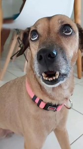 648K views · 10K reactions | Olha só o motivo... 藍 ~ Emily  #emilydog #humor #meme #cachorros | Emily & Nina | Facebook