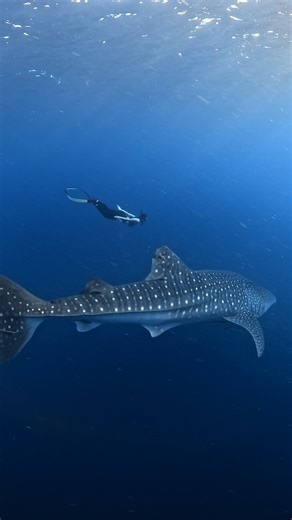 143K views · 1.8K reactions | The world's largest fish 麗 $500 #GoProAwards recipient Acep Saepulloh got to experience the grace + beauty of whale sharks first hand in the southern waters of Indonesia with #GoProHERO13 Black  GoPro.com/HERO13 Shark Week #FunFact: Whale sharks are most commonly seen near the surface, but they are capable of diving as deep as 6,000ft (1,290m) 錄 | GoPro | Facebook