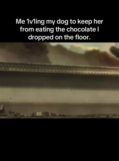 #dog #puppy #tiktok @BlueWorm123 Maggie destroys Rocky in a fight btw | dog