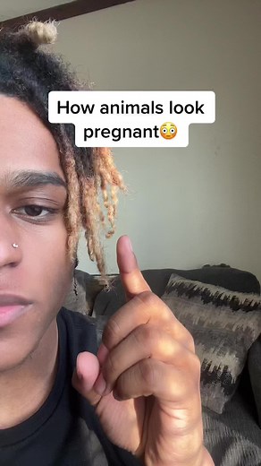 Exploring Pregnancy in the Animal Kingdom