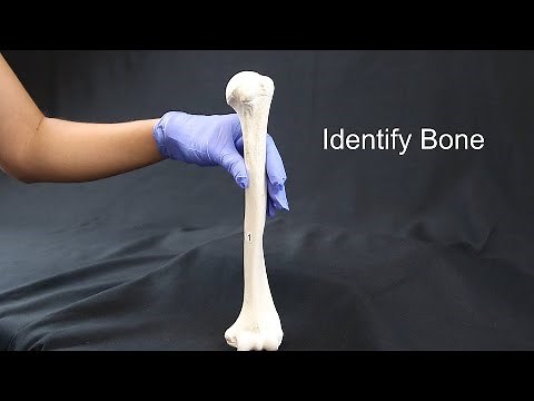 Quiz on Appendicular Skeleton Part I (Upper Limbs)