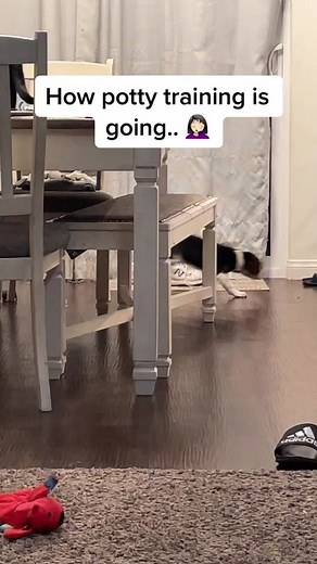 Potty Training Progress: A Beagle Puppy Tale