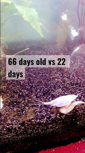 Monster Triop vs new colony