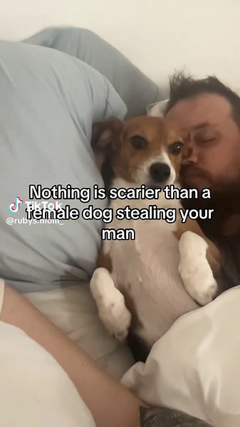 The Hilarious Death Stare of a Jealous Beagle