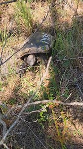It's a Research Spotlight on this week's #TurtleTuesday! Part of our research examines the movement patterns and behaviors of gopher tortoises. Specifically, we are interested in the potential changes in movement and behavior with translocated tortoises. Sometimes tortoises need to be moved to a new suitable area to protect them from development or construction. Translocated tortoises are outfitted with VHF (Very High Frequency) radio transmitters and GPS Loggers. The VHF Transmitter allows us t