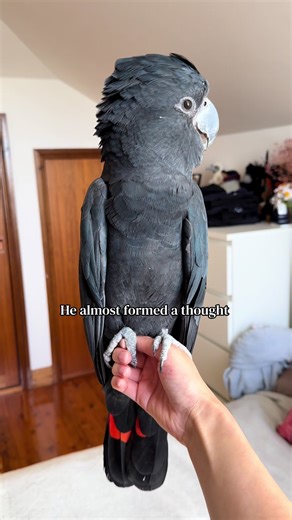 Funny Cockatoos and Parrots Making Us Laugh