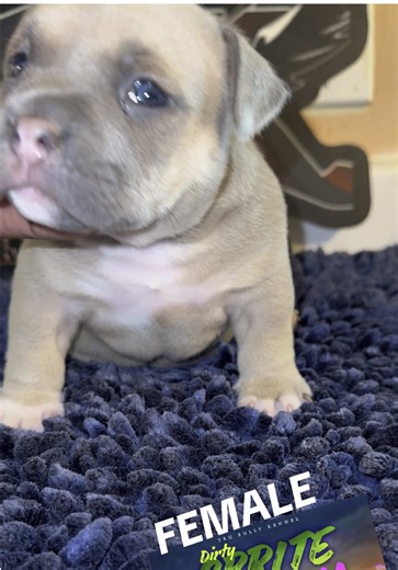 Exotic Bully Breeds: Meet Our Available Female