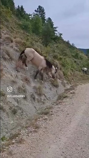 Cheval à vendre - Jument 5 ans, sensible et communicative - Vidéo 2 - equirodi.com