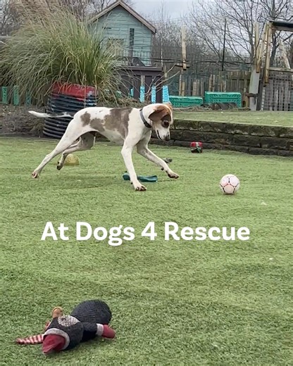 15 reactions | Imagine a world where rescue dogs are never scared and...