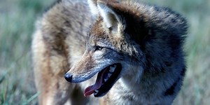 Vt. trapping season gets underway