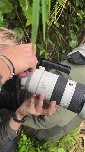 Gorilla trekking experience📍📍 ##bwindiimpenetrableforest #wild #uganda #wildlife #gorilla