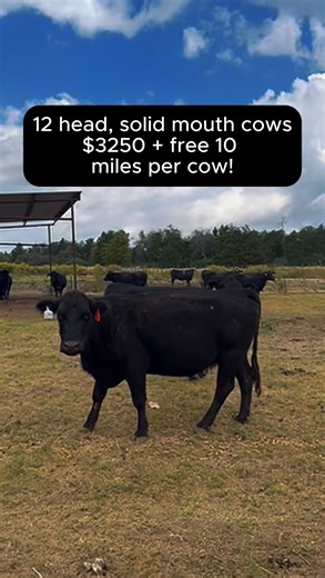 12 Head of Solid-Mouth Heavy-Bred Cows Nice, gentle set of solid-mouth heavy-bred cows available now, with a pot load coming later this week! These cows have been completely worked and pregnancies confirmed via ultrasound. They’ve had all worming, drenching, and vaccinations. You truly don’t have to do a single thing but turn them out! $3,250/each Free 10 miles of delivery per cow purchased! 📞 Call or text Bubba: 903-388-4472 📞 Office: 903-929-COWS (Mon–Fri, 8a–5p) Vaccinations/deworming inclu