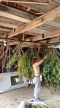 Branch Drying Huge Indicas 🌿✂️