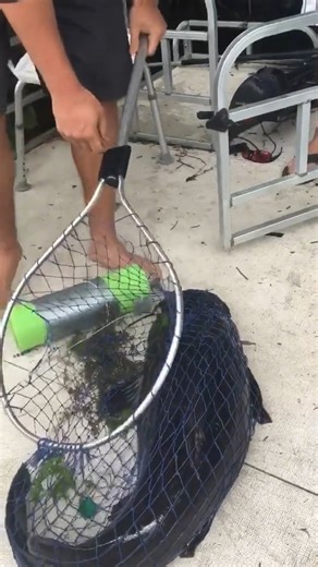 Massive_Flathead_Catfish_fyp_catfishing_fishing | Farm Channel