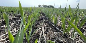 Rolling barley at different stages for maximum silage yield