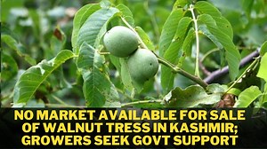 108K views · 1.8K reactions | No Market Available For Sale Of Walnut Tress In Kashmir; Growers Seek Govt Support The walnut nurseries growers in Kashmir said there is no market available for sale of walnut trees. The growers have now sought government intervention. Reports | Tawseef Bhat | Asia News Observer | Facebook