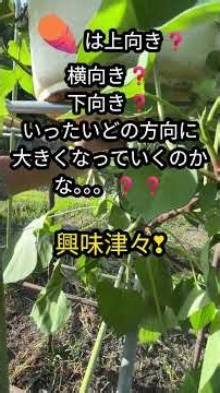 サツマイモを「逆さま吊り」にして育てる⁉漬物樽を宙に浮かせて上下W栽培‼ 【お世話編】#shorts #short