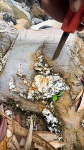 47K views · 6.2K reactions | ‼️gold layer quartz in the bowels of the earth⚒️ #gold #quartz #GoldRush2025 #OMG #canada #Holidays | Dedi Gold Dollar | Facebook