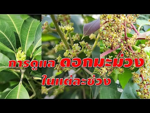 การดูแลดอกมะม่วงในแต่ละช่วง