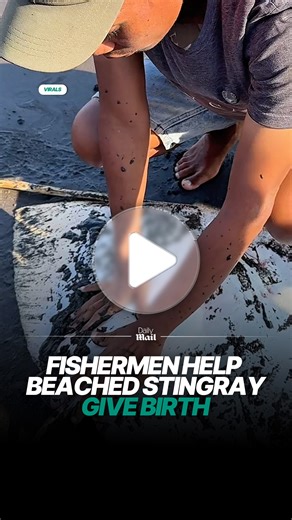 474K views · 3.4K reactions | She gave birth to five baby pups ❤️ | Daily Mail Video | Facebook