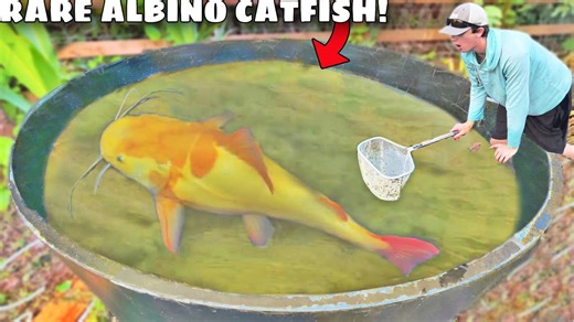 Insane Discovery - Wild $2,000 Albino Catfish Lands in Our Net