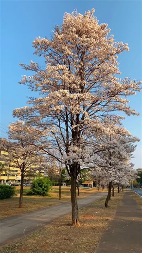 Por @walter_arruda on Instagram: "De repente, eles floresceram! Os ipês brancos invadiram a cidade na primeira semana de primavera! Algumas pessoas já tinham desistido de esperar, mas, surpreendentemente, eles surgiram como neve a cobrir a cidade. E hoje, com o céu todo azul, eles ganham mais destaque na paisagem. Você já viu algum por aí? Estes ficam na 211 Norte! E por poucos dias, ein! Aproveite! . . . #ipe #ipê-branco #cerrado #nature #natureza #floweroftheday #arvores #trees #bloom #landsca