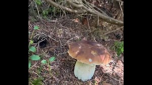 5.8K views · 63 reactions | #funghi #porcini #boletus #гриби #grzyby #hribi #steinpilze #cepes #mushroom #asmr #nature #new | Funghi porcini /Boletus edulis mushroom | Facebook
