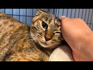 I'm worried about Rin-chan, who became unwell after receiving the vaccine.