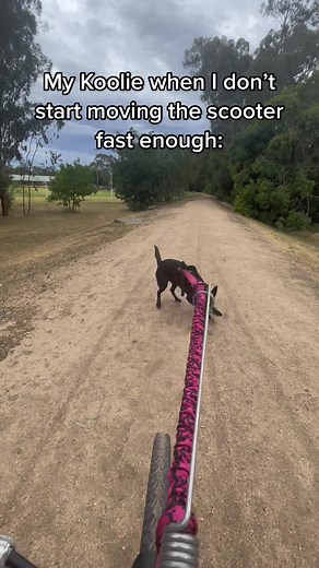 Cycling With Dog - Thrilling Adventure With My Koolie
