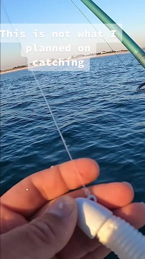 Unexpected Black Tip Shark Catch on Last Cast