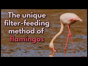 The unique filter-feeding methods of Flamingos