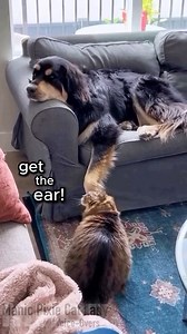 Cat making good use of the doggo ❤️ Cat: Unknown- DM for credit/removal Voice-Overs and edits: Me 👋🏻😊 . . Encouraging positive mental health, one cat video day at a time. Subscribe to my Patreon or say hiiee to help support my channel 💜 And don't forget to check out my shop: http://www.manicpixiecatlady.com/shop . . #animalvoiceover #catvideos #funnycats #cats #catlady #manicpixiecatlady #catmemes #trendingcats #catvoiceover | Manic Pixie Cat Lady