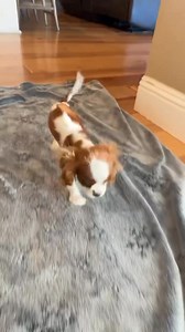 Wow, how awesome is Ladybug?! When we took in this little Cavalier pup she could not walk. Diagnostics came back normal so we have been working with one of our awesome holistic vets, Dr Bittan, who has been detoxing her from a possible vaccine reaction. It’s just amazing to see her move forward. She will be starting acupuncture, too. Big love to her wonderful foster @kelsayer for the love and dedication. This is why we rescue! ❤️ #cavalierpuppy #cavalierkingcharlesspaniel #cavalierkingcharles #c