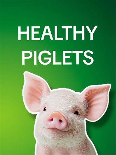 Starting a Successful Piggery Business: Tips and Insights