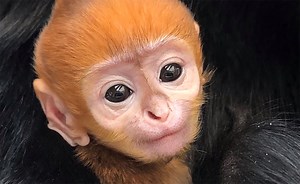 Adorable baby monkey unveiled at Philadelphia Zoo, with video