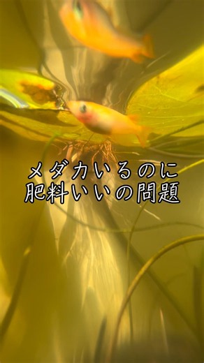 オシャレなビオトープで睡蓮や水草を育ててる人、肥料はどうしてますか？#メダカ #水面 #healing #lotus