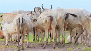Domestic Cow Livestock Rural Farm Field Stock Footage Video (100% Royalty-free) 10709570 | Shutterstock