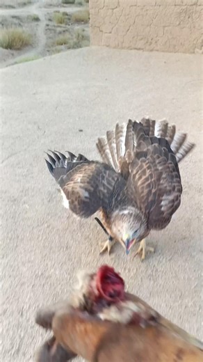 Buzzard Repeated Attacks Until It Lands on My Hand 🦅🔥