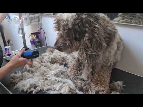 Transforming a Matted Dog Into a Fluffy Superstar