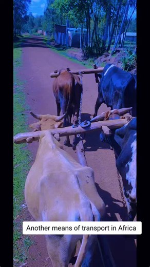 Buda (@buda1823)’s videos with original sound - swatey