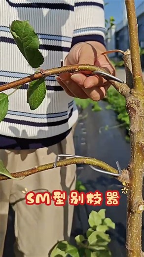 "One-Step M-Shaped Branch Splitter 🌱 | Fruit Tree Care Made Easy 🍎 #FruitTree#BranchSplitter#shorts