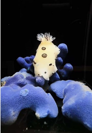 Discover the Unique Panda Sea Hare and Its Diet