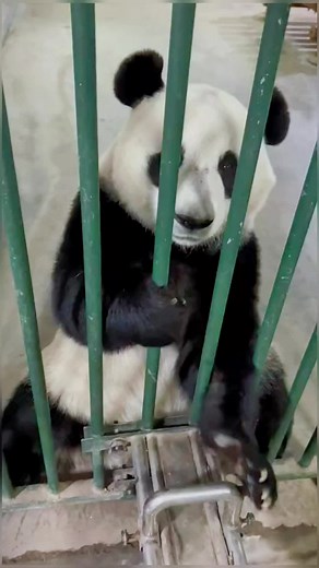 cutepandas22 on TikTok