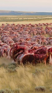 Epsilon Files on Reels