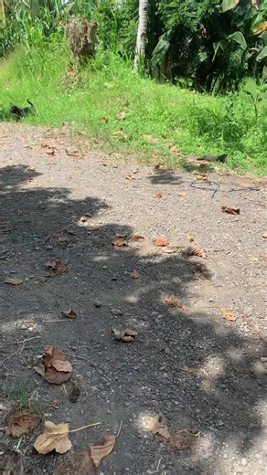 Bert Smith's Hilarious Moments and Content