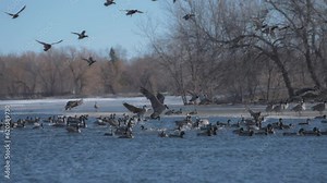 Flock of ducks and geese landing on a lake surface in the winter park. Slow motion. Stock Video
