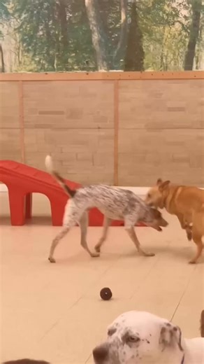 17 reactions | They will make a best friend, guaranteed ✨ | The Dog House | Facebook