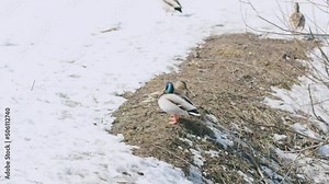 Common mallard pair casking in the rays of the spring sun on the shore. Bird sanctuary natural world in spring.