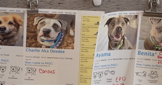 'This is a life-saving plea': Pima Animal Care Center running out of room