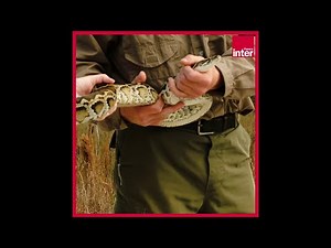 Faut-il manger du python pour réguler sa population ?